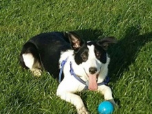 Border Collie - border collie puppies available for adoption in Nottingham
