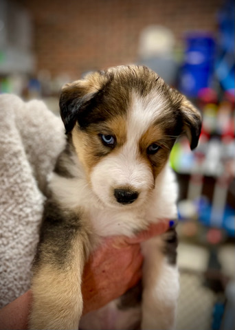 Rough Collie – Cusky Puppies Available