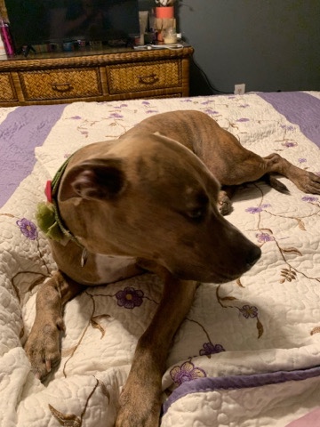 American Pit Bull Terrier – Shieva the friendly Pit
