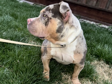 Bull Terrier – bully – Tracy
