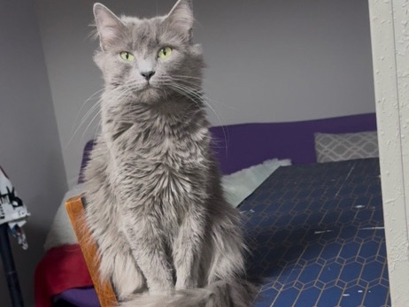 Nebelung – fur babies – Morrow