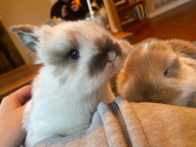 Holland Lop – adorable bunny