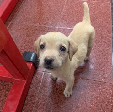 Labrador Retriever – Pure labrador female puppy for sale