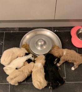 Shih Tzu – shihtzu