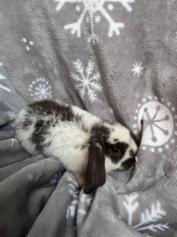 Holland Lop – holland lop bunnies