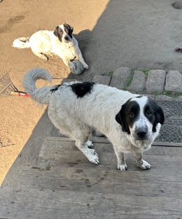 Great Pyrenees – free puppies