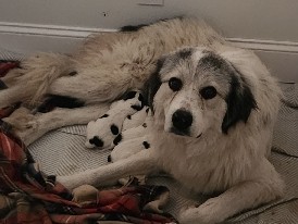 Great Pyrenees – Great pyrenees puppies – Rock Island