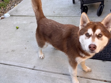Siberian Husky – 5 month old Siberian husky – Sacramento