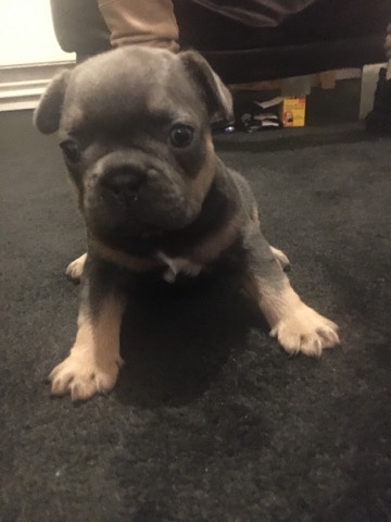 French Bulldog – French bulldog puppies