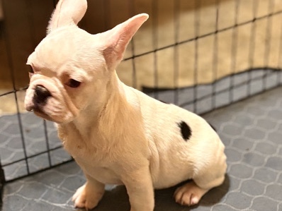 French Bulldog – Blossom AKC Frenchie – Palm Bay