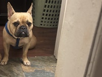 French Bulldog – French Bulldog girl – New Orleans