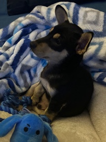 Chihuahua – pure breed chihuahua puppy