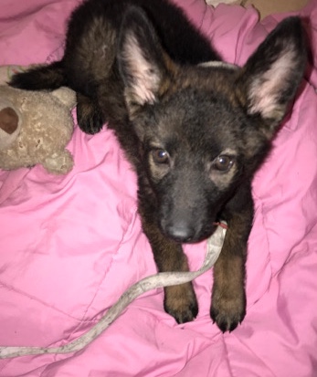 •for sale husky mixed with German Shepard