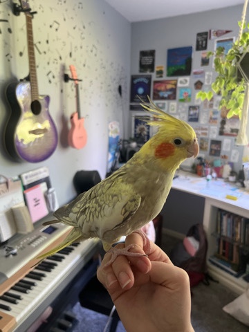 Pet Cockatiel Tiki needs new home!comes with cage!