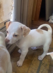 Chihuahua – chihuahua