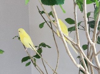 Parakeet – 3 parakeets – Hyattsville