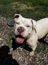 Olde English Bulldogge – Rehome Dog ASAP