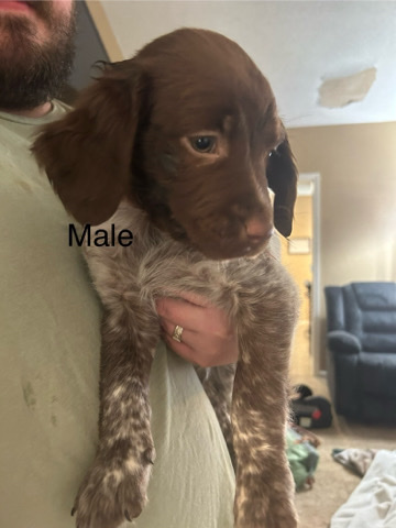 Brittany – Britney pups