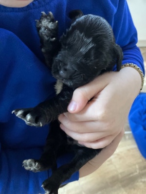 English Cocker Spaniel – cocker spaniel