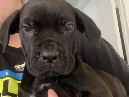 Cane Corso – Male Cane Corso – Dahlonega
