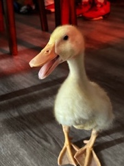 duck