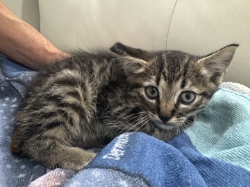 baby kitten – Dallas