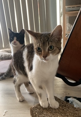 Bengal – cutee kittens