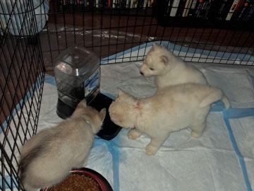 Siberian Husky – Adorable Siberian Husky Puppy for Sale – 8 Weeks Old in Indianapolis – Indianapolis