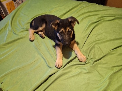 German Shepherd – puppy German Sheppard needs new loving home – Philadelphia