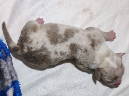 American Pit Bull Terrier – American (red nose) pitbull – Piggott
