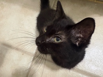 Bombay – Black Kitten – Houston
