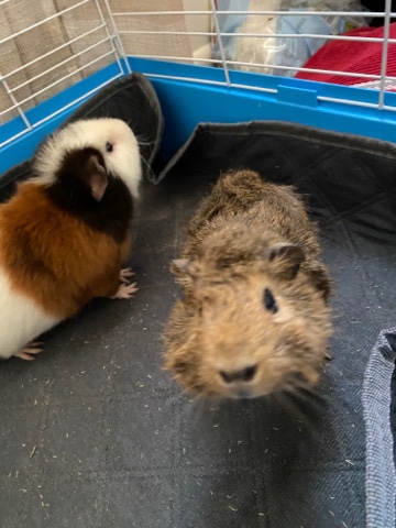2 male Guinea pigs