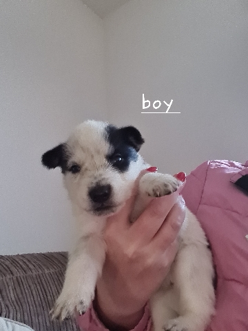 Siberian Husky – shepsky puppies