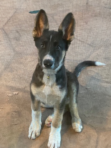 German Shepherd – 4 month old German Shepherd for sale