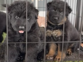 German Shepherd – German shepherd – Homestead