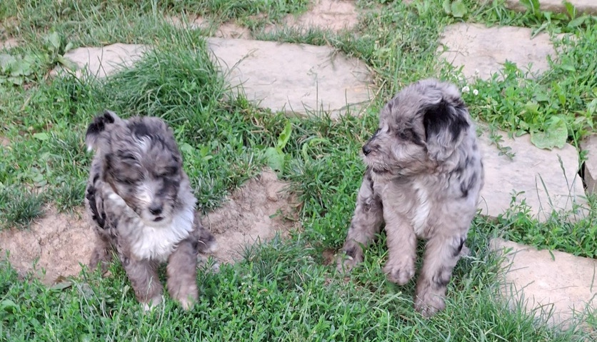Sheepadoodle Puppies