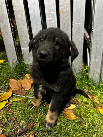 German Shepherd – Pyrenees X German Shepard