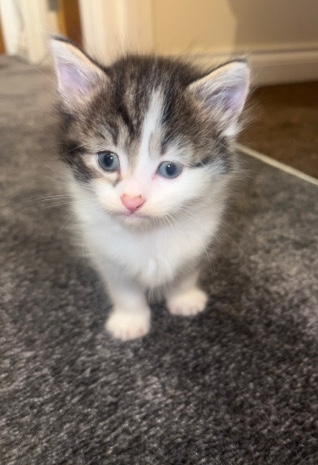 Russian White, Black and Tabby – cute boy kitten
