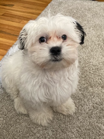 Milo Is looking for his forever home