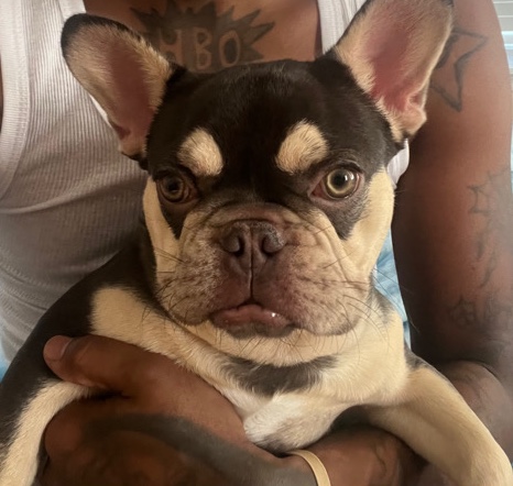 French Bulldog – sell dog