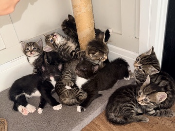 10 gorgeous mixed kittens – Olney