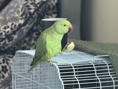 Indian Ringneck – Ringneck for sale – Luton