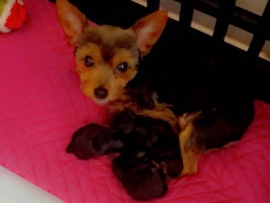 Yorkshire Terrier – Teacup Yorkies – Stone Mountain