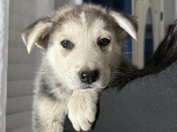 German Shepherd – German Shepherd /Husky