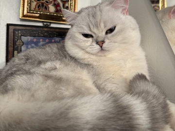 British Shorthair – Purebreed British Shorthair – Montréal