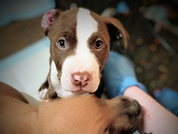 American Pit Bull Terrier – Benny- Affectionate American Pit Bull Terrier Puppy – 14 Weeks Old – Baltimore