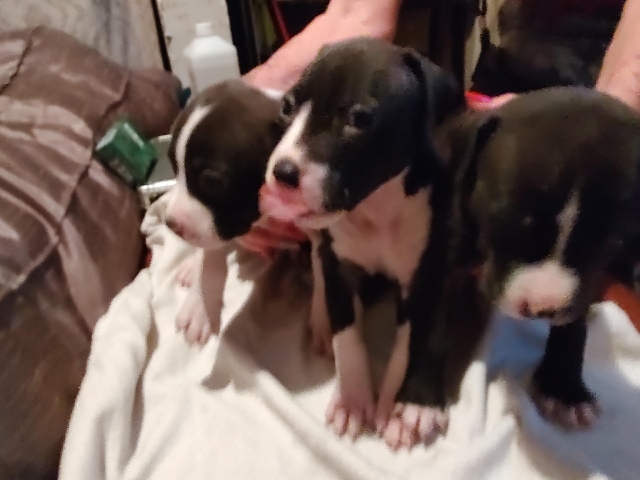 American Pit Bull Terrier – Blue Nose Pitbull Puppies