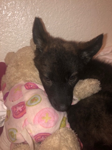 germane shepherd mixed husky