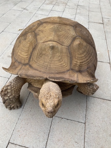 Any – adult male sulcata tortoise