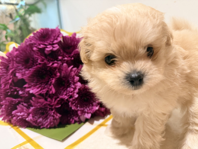 Poodle – Top Quality Korean Tea Cup Puppy Rare Color – 杜拜市
